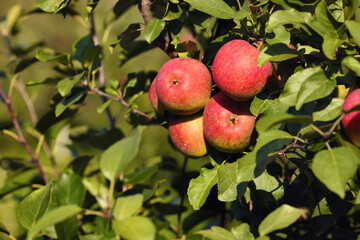 Red apples on apple tree branch