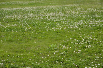 シロツメクサのある草原