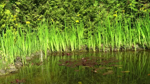 Reflection of tall stems with yellow flowers Iris pseudacorus (yellow flag, yellow iris) in mirror-clear water. Iris pseudacorus  on banks of magical garden pond. Evergreen landscaped garden.