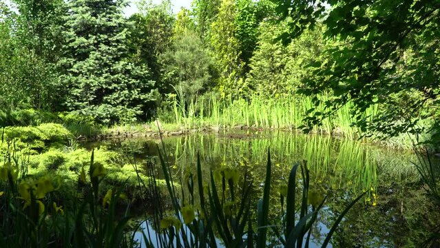 Reflection of tall stems with yellow flowers Iris pseudacorus (yellow flag, yellow iris) in mirror-clear water. Iris pseudacorus  on banks of magical garden pond. Evergreen landscaped garden.