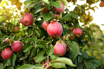 Red apples on apple tree branch