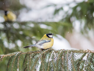 Cute bird Great tit, songbird sitting on the fir branch with snow in winter