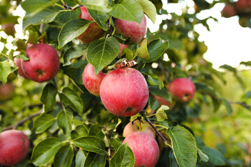 Red apples on apple tree branch