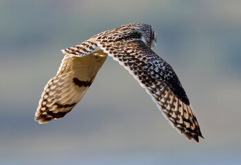 short eared owl in flight