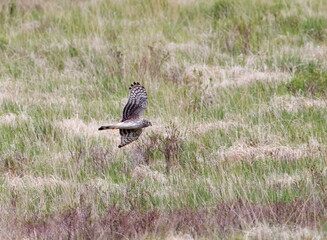 female hen harrier in flight