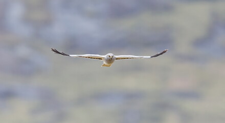 male hen harrier in flight