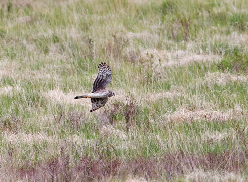 See The Adorable Cumbria Lancashire Hen Harrier Chicks Take Flight - q8eopjc