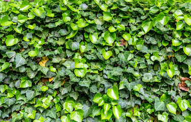 Fototapeta premium Green ivy leaves background