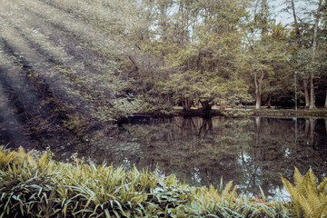 Ghosty mysterious morning lake in the forest