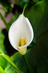 calla