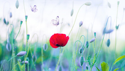Obraz premium Butterflies flutter over a red poppy flower in nature close-up macro, shallow depth of field.