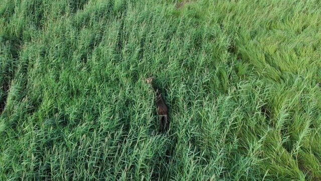 Top view of a large adult bull moose (Alces alces) walking through the long tall grass on a sunny day