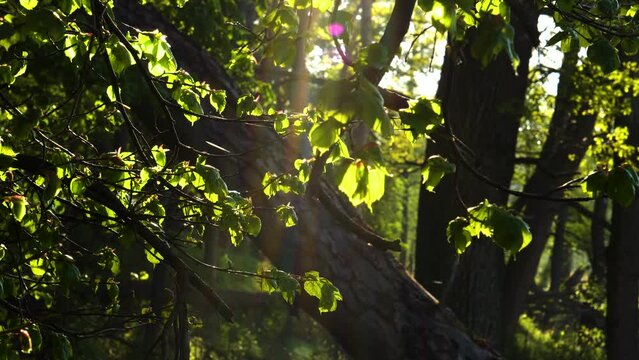 Alder tree (Alnus glutinosa) during sunrise. Soft morning sun shining through alder leafs in the forest
