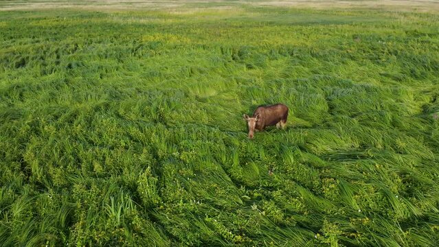 Top view of a large adult bull moose (Alces alces) standing in the long grass on a sunny day