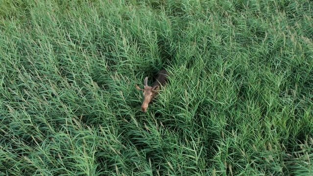 Top view of a large adult bull moose (Alces alces) standing in the long grass on a sunny day