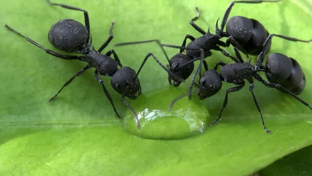 black ant on leaf macro