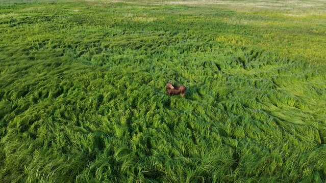 Top view of a large adult bull moose (Alces alces) standing in the long grass on a sunny day