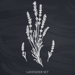 Tea herbs hand drawn vector illustrations collection. Chalk lavender.