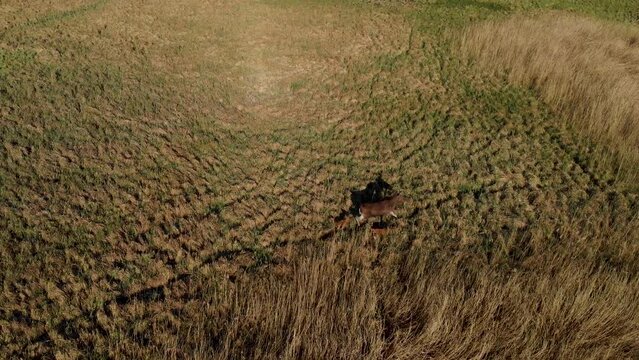 Two young moose (Alces alces) following mother moose in a meadow on a morning sunny day. Animal in a natural habitat. Top view from the drone