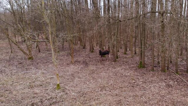 A female moose (Alces alces) looks up and runs through the forest. Top view from the drone