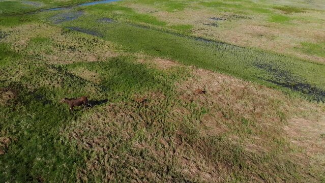 Two young moose (Alces alces) following mother moose in a meadow on a morning sunny day. Animal in a natural habitat. Top view from the drone