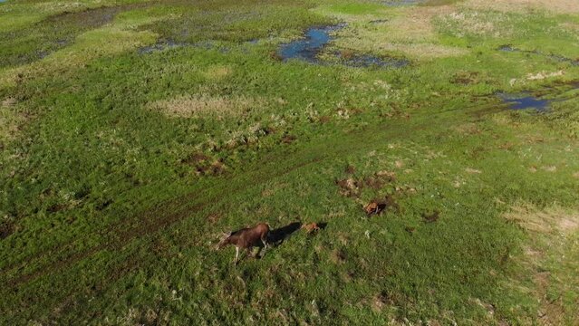 Two young moose (Alces alces) following mother moose in a meadow on a morning sunny day. Animal in a natural habitat. Top view from the drone