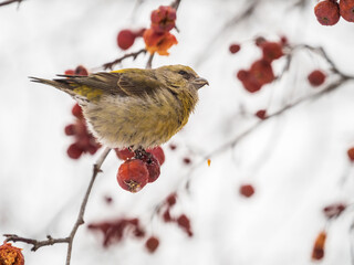 Red Crossbill female sitting on the tree branch and eats wild apple berries. Crossbill bird eats...