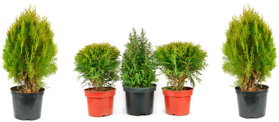 Cypress and thuja in flowerpot pot isolated on white . Place for your text. Panoramic collage.