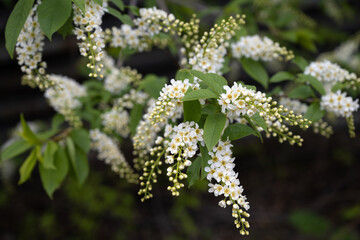 Twigs of wild bird cherry close-up in spring. Russia, Ural.