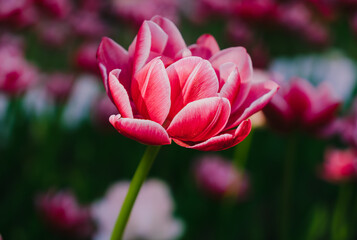 Obraz premium Pink tulip in pastel tints at blurry background, close- up. Soft selective focus. Spring nature beauty concept. Fresh spring flowers in the garden with soft sunlight for your floral holidays card. 