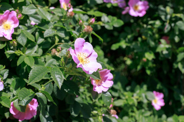 Fototapeta na wymiar flowers of flowering rose hips on a bush in the park. close-up