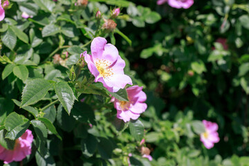 Obraz na płótnie Canvas blooming rose hips close-up. background