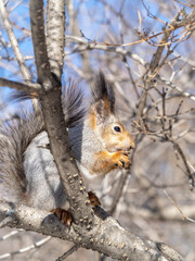 The squirrel with nut sits on tree in the winter or late autumn