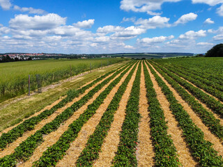 Fototapeta na wymiar Erdbeerfeld im Frühling vor der Ernte