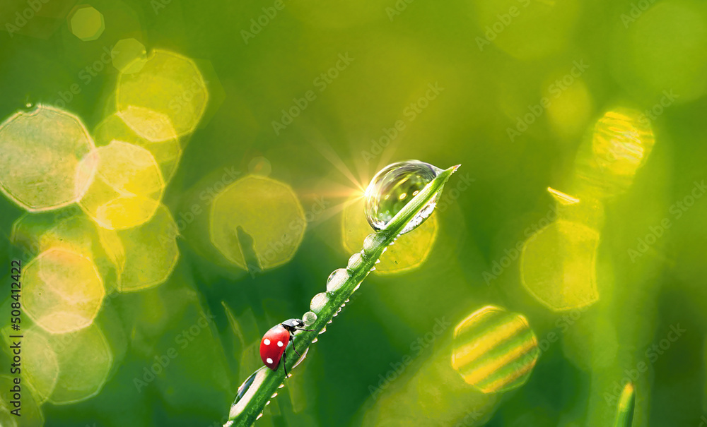 Aufkleber ladybug on a blade of grass in morning in sparkling dew drops macro in nature. beautiful sun glare b