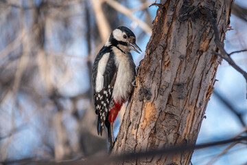 Little woodpecker sits on a tree trunk. The great spotted woodpecker, Dendrocopos major