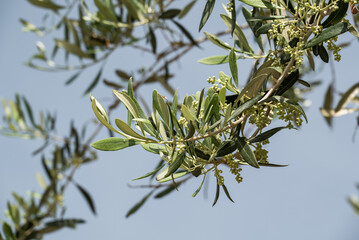 geschlossene Blüten Olivenbaum Zweig
