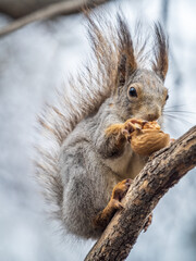 The squirrel with nut sits on a branches in the spring or summer.