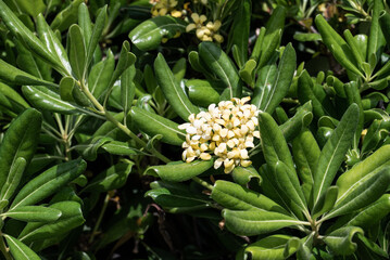 Blüte Chinesischer Klebsamen