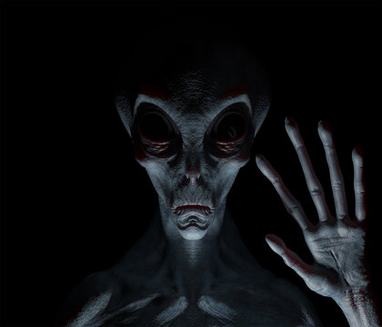 Portrait of a Grey Alien