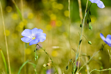flowers in spring