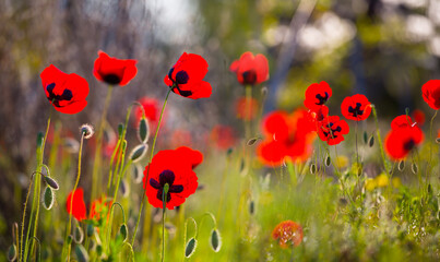 closeup heap of red poppy flowers in prairie, summer natural background