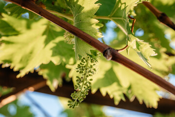 Young blooming cluster of grapes on the grape vine on vineyard backlit with the sun rays