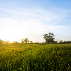 green prairie at the sunset, quiet summer countryside scene