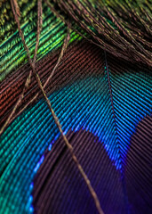 close up of peacock feather, Peafowl feather, Peacock feather, Bird feather, Background.