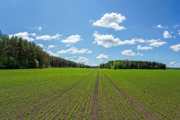 Fototapeta na wymiar A field sown in spring has started to grow with the warm May days in Rusko, Finland.