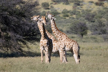 Giraffe eating Tsamma Melons in the Kgalagadi