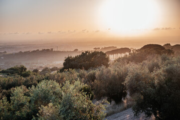 Beautiful sunset landscape in Italy with pastel color sun, olive trees, fields and stone pine trees...