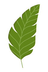tropical-leaf