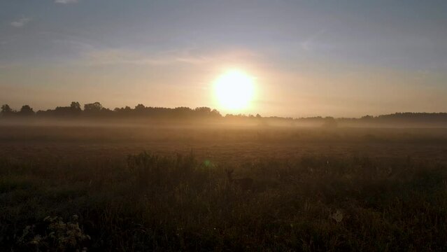 Male Roe Deer (Capreolus capreolus) with large antlers staying on green meadow in summer at sunrise. Male mammal eating grass. Animal in natural habitat